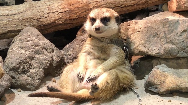 めっちゃさわれる動物園【ミーアさんとハムさん】＜滋賀県 守山市