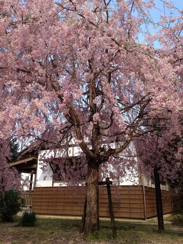 倉吉春まつり17 打吹公園 桜の名所１００選 鳥取県 倉吉市 週末おでかけmap