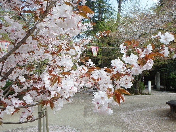 倉吉春まつり17 打吹公園 桜の名所１００選 鳥取県 倉吉市 週末おでかけmap