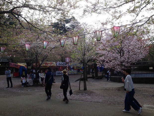 倉吉春まつり17 打吹公園 桜の名所１００選 鳥取県 倉吉市 週末おでかけmap