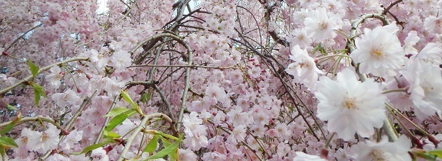 倉吉春まつり17 打吹公園 桜の名所１００選 鳥取県 倉吉市 週末おでかけmap