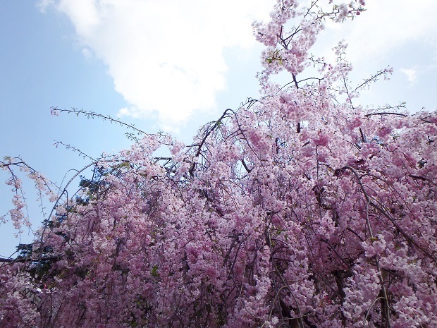 倉吉春まつり17 打吹公園 桜の名所１００選 鳥取県 倉吉市 週末おでかけmap