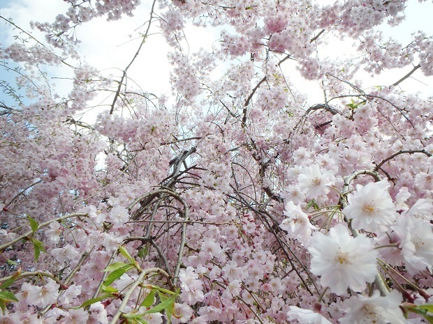 倉吉春まつり17 打吹公園 桜の名所１００選 鳥取県 倉吉市 週末おでかけmap