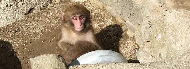 淡路島モンキーセンター 子猿が出てくる穴 洲本市 畑田組 週末おでかけmap