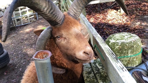 六甲山牧場 羊のむっちゃん 探してる 神戸市 灘区 週末おでかけmap