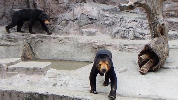 天王寺動物園 クマさん 大阪市 天王寺区 週末おでかけmap