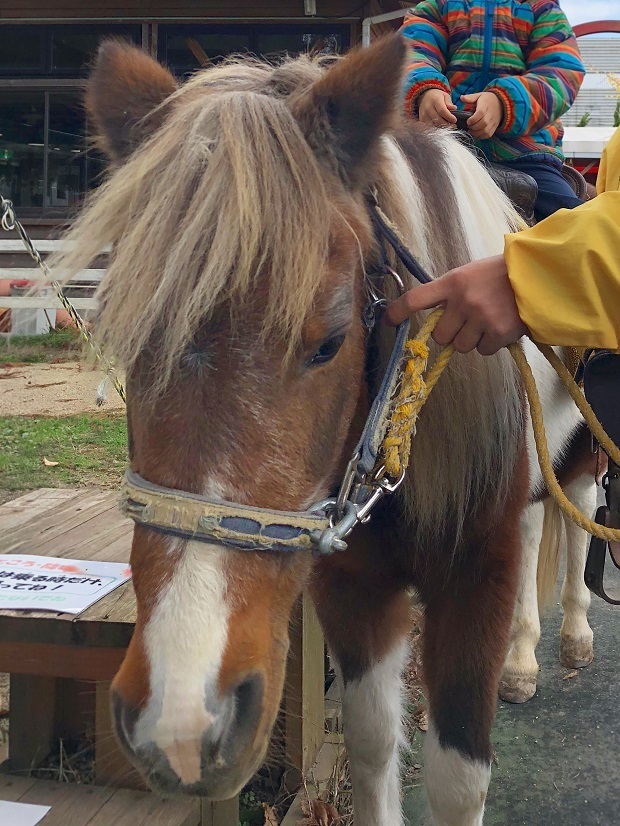 大山トム ソーヤ牧場 かわいいポニーさん 鳥取県 米子市 週末おでかけmap