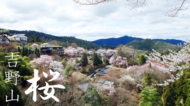 奈良 吉野山 桜 奈良県 吉野郡 週末おでかけmap