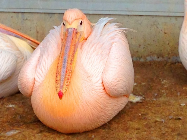 ペリカンb.jpg