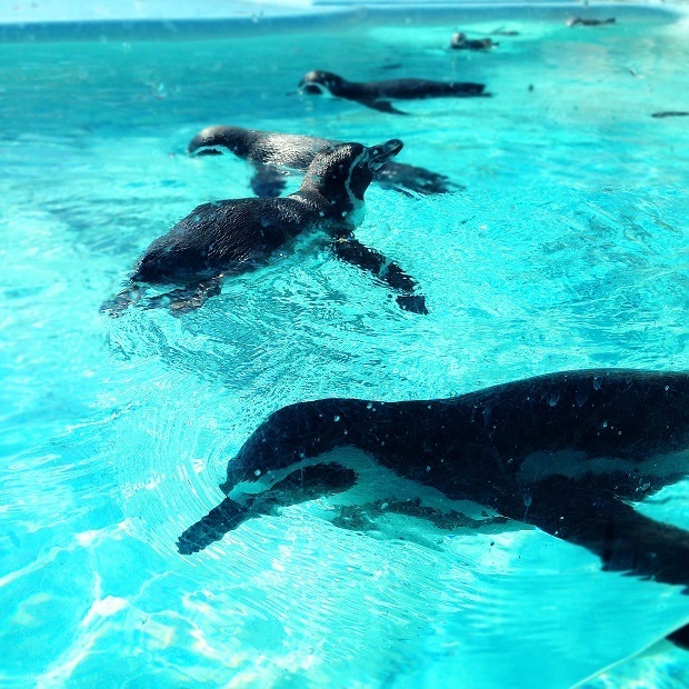 ペンギン1.jpg