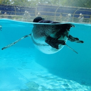 ペンギン2.jpg