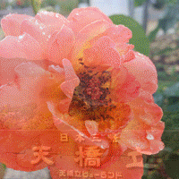 ssgif.gif