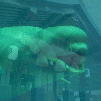 s.gif