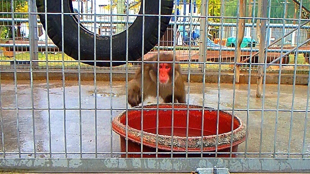 お猿とびかかる.jpg