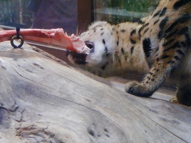 21.jpg