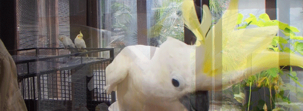 うっちゃん.gif