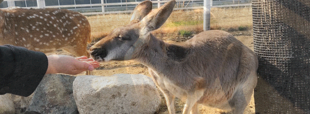 アカカンガルー.gif