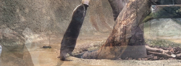 コツメカワウソ.gif