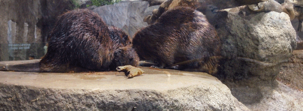 ビーバー.gif