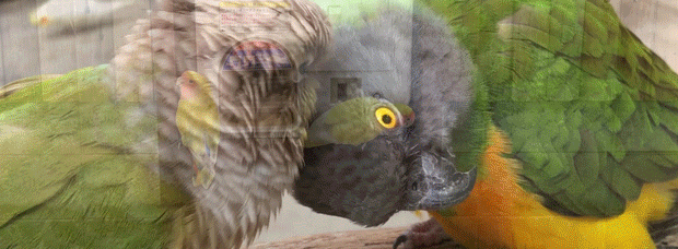 Love-Love-インコさん.gif