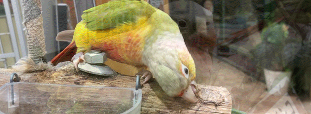 ウロコさん.gif
