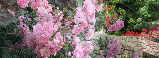 花の庭園U.gif