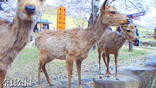 奈良公園 鹿さん 奈良県 奈良市 週末おでかけmap