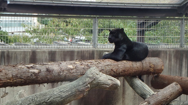 王子動物園17 ネコ科の仲間たち 神戸市 灘区 週末おでかけmap