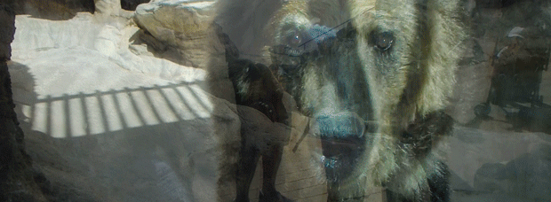 クマさん.gif