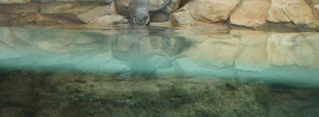 コツメカワウソ.gif