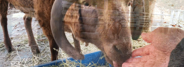 エサを食べる.gif