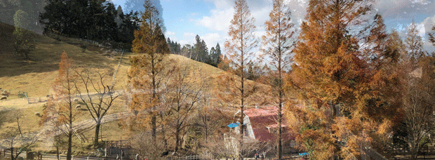 六甲山牧場秋.gif