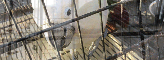 ワカケホンセイインコ.gif