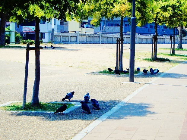 鳩2.jpg