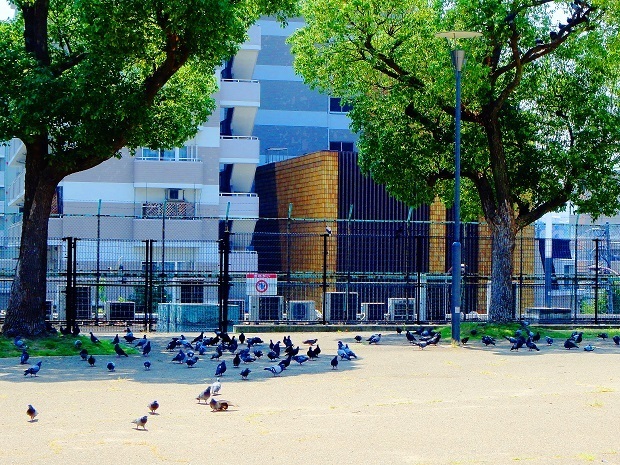 鳩3.jpg