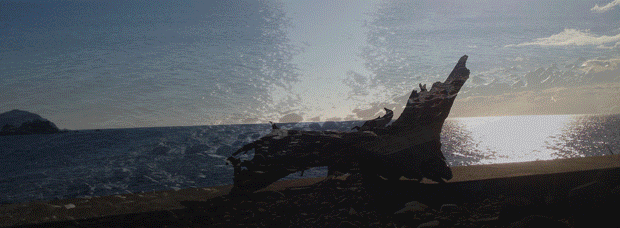 東海岸.gif