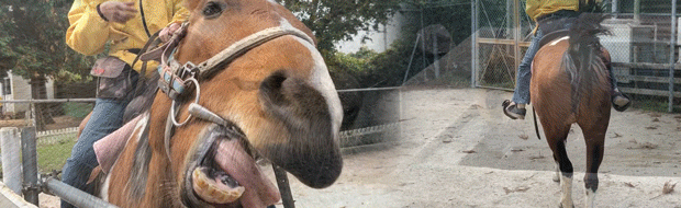 大山トムソーヤ牧場2.gif