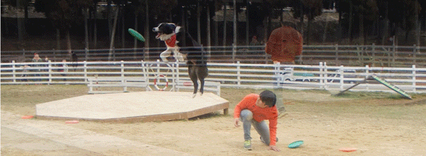 フリスビー.gif