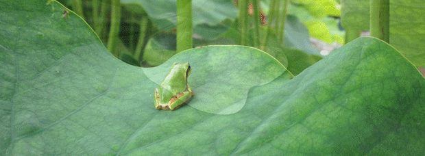 よふど温泉1.gif
